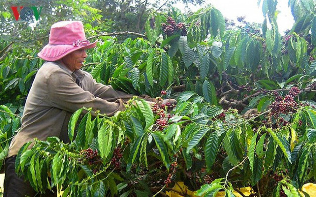 15 sản phẩm nông nghiệp được đề xuất là sản phẩm chủ lực quốc gia - Ảnh 3.