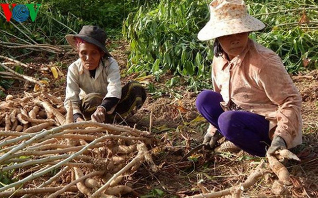 15 sản phẩm nông nghiệp được đề xuất là sản phẩm chủ lực quốc gia - Ảnh 8.