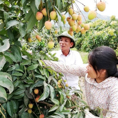 15.300ha vải thiều Lục Ngạn được cấp mã số vùng trồng và tem xuất khẩu