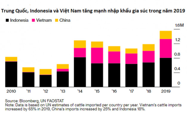 1.800 con bò bị bỏ đói trên biển và chịu kết cục thảm: Hồi chuông cảnh tỉnh về ngành công nghiệp buôn động vật sống quy mô 18 tỷ USD - Ảnh 1.