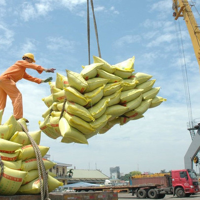 238 thương nhân nhận Giấy chứng nhận đủ điều kiện kinh doanh xuất khẩu gạo