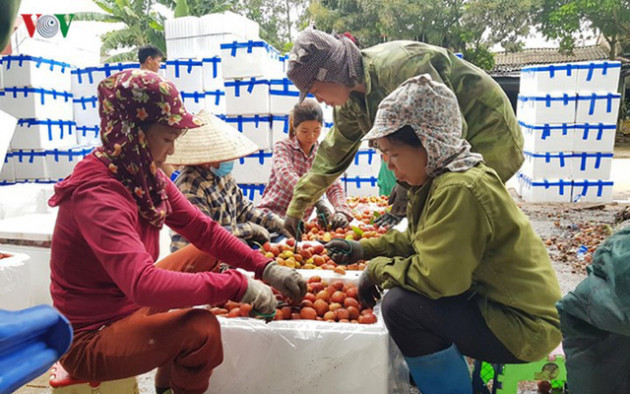 Ảnh: Lục Ngạn nhộn nhịp bước vào mùa thu hoạch vải - Ảnh 10.