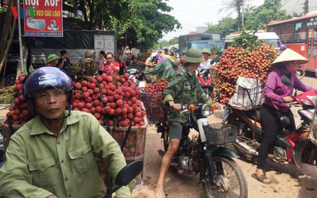 Ảnh: Lục Ngạn nhộn nhịp bước vào mùa thu hoạch vải - Ảnh 6.