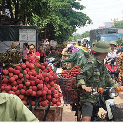 Ảnh: Lục Ngạn nhộn nhịp bước vào mùa thu hoạch vải