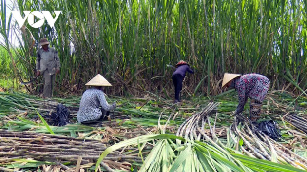 Áp thuế đường Thái Lan, giá mía trong nước tăng ngay 200.000 đồng/tấn