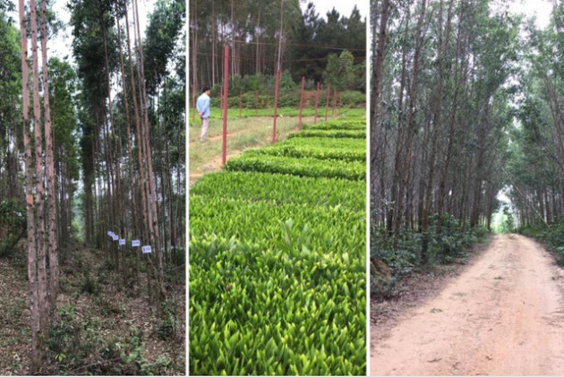 APG - Điểm sáng trên thị trường chứng khoán và hoạt động xanh cộng đồng - Ảnh 2.