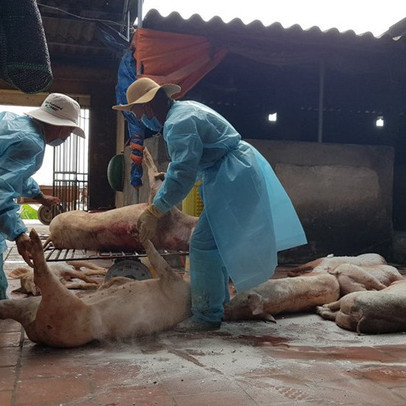 Bắc Giang: Lợn chết đầy sông tại... thượng nguồn