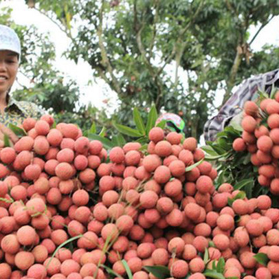 Bắc Giang thu trên 5.700 tỷ đồng vải thiều