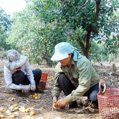 Bán điều non, nhiều hộ dân ở Bình Phước trắng tay