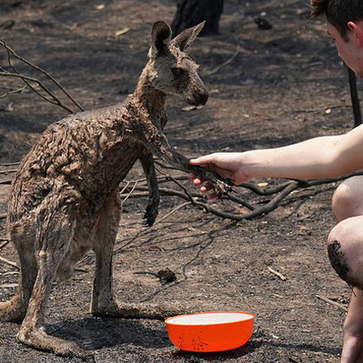 Báo cáo gây sốc về cháy rừng Australia: Hơn 1 tỷ động vật chết thảm trong lửa