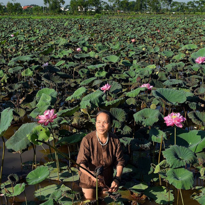 Báo Indonesia tôn vinh người phụ nữ đầu tiên mang tơ sen vào ngành dệt Việt Nam