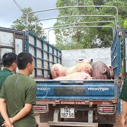 Bất chấp dịch tả lợn Châu Phi hoành hành ở Trung Quốc: Vẫn ngang nhiên “cõng” lợn vào nội địa