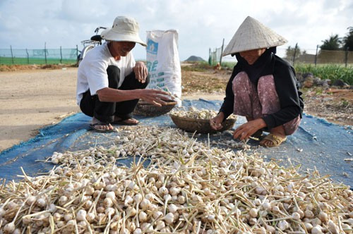 Bất lực bảo vệ thương hiệu tỏi Lý Sơn - Ảnh 1.