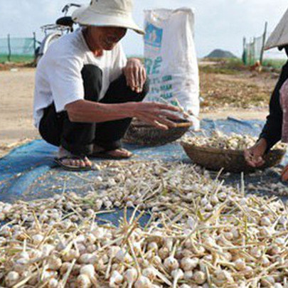 Bất lực bảo vệ thương hiệu tỏi Lý Sơn