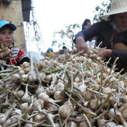 Bất lực nhìn tỏi Lý Sơn bị giả