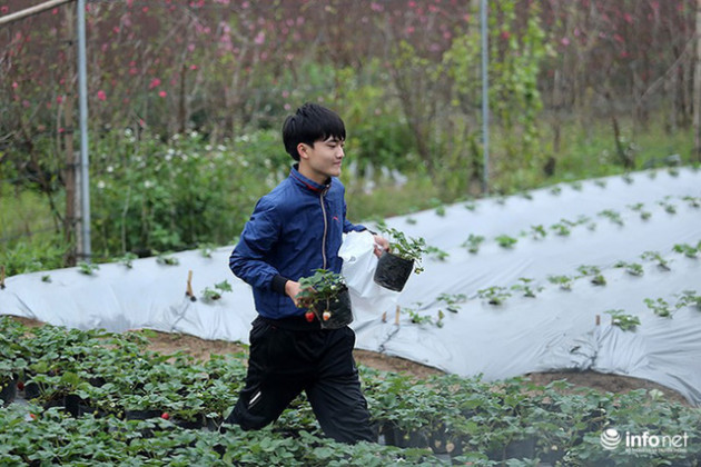 Bất ngờ với vườn dâu tây chín đỏ giữa lòng Hà Nội ngay trước Tết Nguyên đán - Ảnh 1.