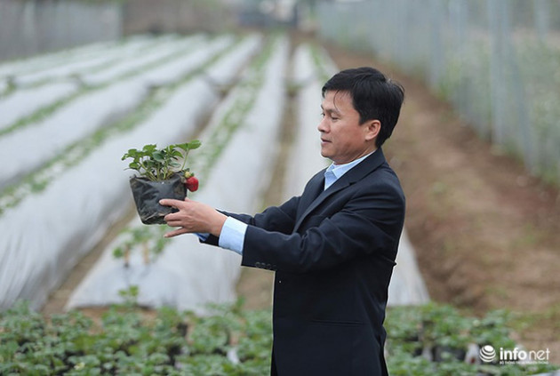 Bất ngờ với vườn dâu tây chín đỏ giữa lòng Hà Nội ngay trước Tết Nguyên đán - Ảnh 4.