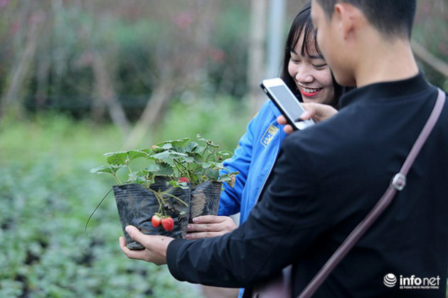 Bất ngờ với vườn dâu tây chín đỏ giữa lòng Hà Nội ngay trước Tết Nguyên đán - Ảnh 7.