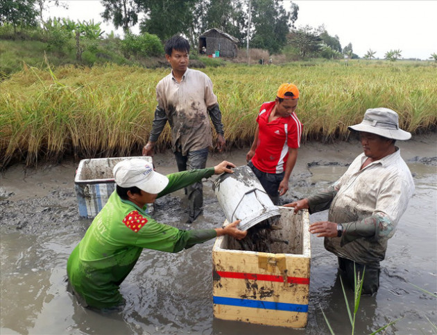 Bắt tôm càng mùa nước rút - Ảnh 3.