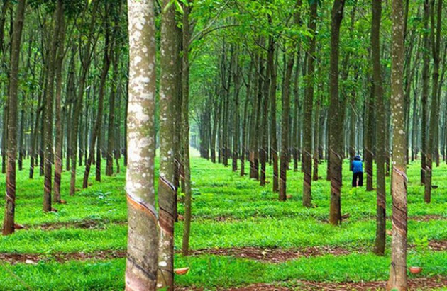  Bầu Đức: Hoàng Anh Gia Lai có trồng rừng, sầu riêng… nhưng tôi chỉ tính đến cái gì đã thu hoạch được, không người ta bảo tôi nói phét! - Ảnh 5.