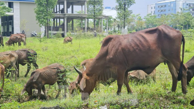 Bên trong khu đô thị Thanh Hà bất ngờ bị cò thổi giá - Ảnh 9.