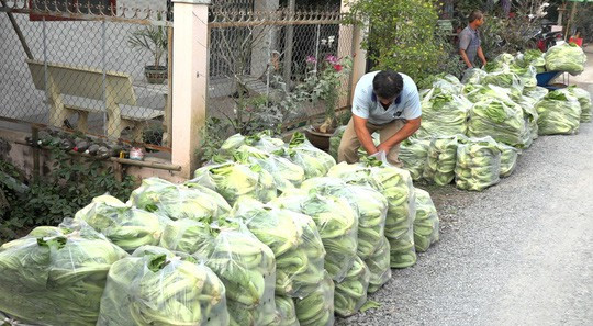 Bí quyết giòn, ngon của làng nghề dưa cải Tết lớn nhất miền Tây - Ảnh 3.