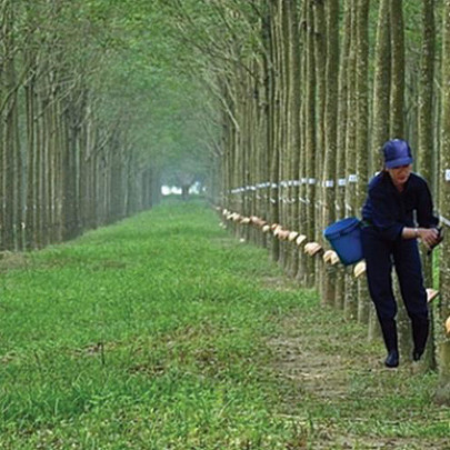 Bị thu hồi đất làm khu công nghiệp, Cao su Phước Hòa (PHR) có thể nhận về gần nghìn tỷ tiền đền bù