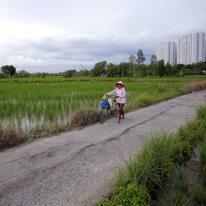 Bình Chánh chuyển hơn 1.300ha đất nông nghiệp sang phi nông nghiệp