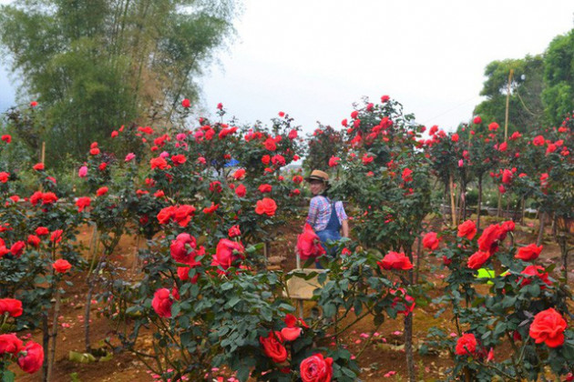 Bỏ ngân hàng đi trồng hoa, chàng trai gây dựng vườn hồng bạc tỷ “đẹp vạn người mê” - Ảnh 2.