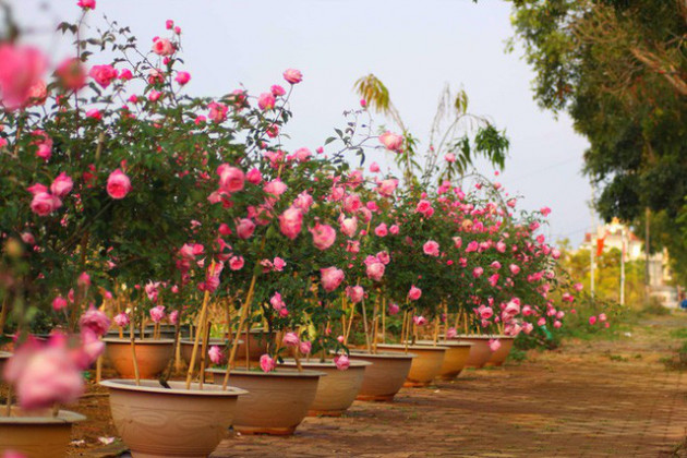 Bỏ ngân hàng đi trồng hoa, chàng trai gây dựng vườn hồng bạc tỷ “đẹp vạn người mê” - Ảnh 6.