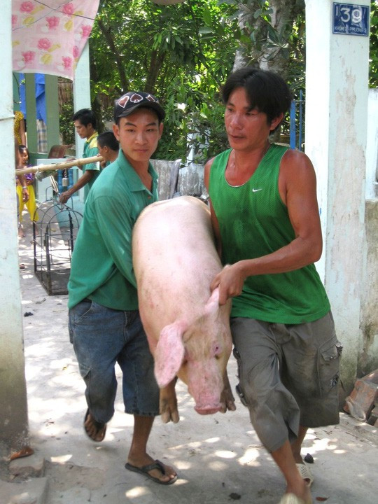 Bộ Nông nghiệp khuyến cáo không nên tăng đàn heo ồ ạt