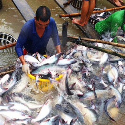 Bộ trưởng Nguyễn Xuân Cường: CPTPP thực thi, nông nghiệp sẽ 'rủi ro, tổn thương rất lớn'