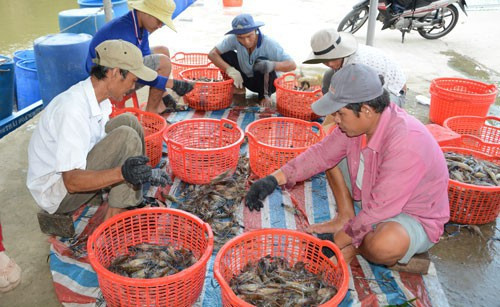 Bơm tạp chất vào tôm: Phải xử lý hình sự