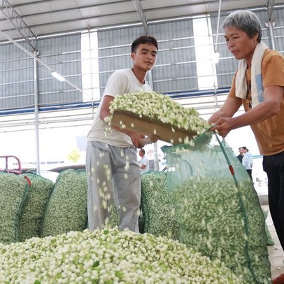 Bông hoa nhỏ trắng tinh khôi "biến hình" thành ngành công nghiệp nghìn tỷ ở Trung Quốc: Vươn lên từ thung lũng tỏa hương khắp thế giới