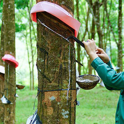 Bức tranh ngành cao su quý 3: Lợi nhuận tăng trưởng nhờ ảnh hưởng từ tình hình chung trên thế giới