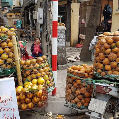 Bưởi cam quýt vỡ quy hoạch thi nhau rớt giá, nông dân vỡ trận