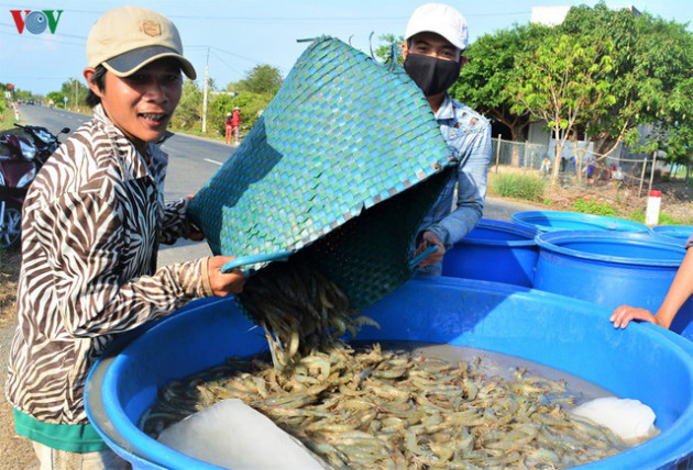 Cà Mau tìm đầu ra cho khoảng 19.000 tấn tôm đang tồn đọng