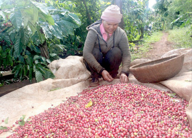 Cà phê chín rộ, nông dân Tây Nguyên hối hả thu hoạch - Ảnh 4.