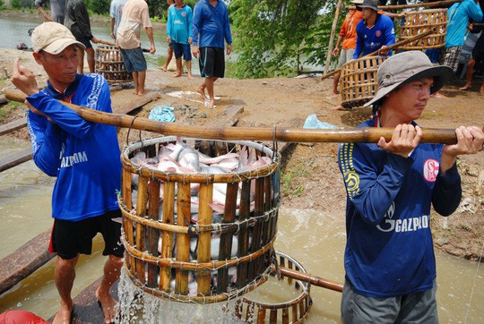 Cá tra áp lực lớn trong năm 2019