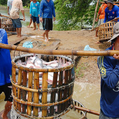 Cá tra bất ngờ giảm giá do khó khăn trong xuất khẩu