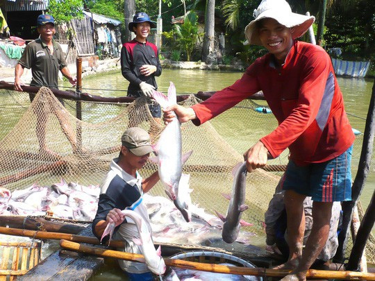 Cá tra ở ĐBSCL bất ngờ giảm giá