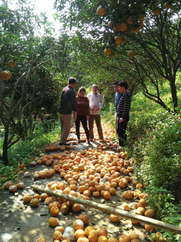 Cam rụng la liệt, Hà Giang lên kế hoạch "giải cứu" giúp nông dân