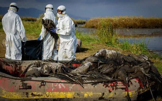  Campuchia phát hiện 12 ca nhiễm H5N1, bé gái 11 tuổi tử vong sau 8 ngày ho, sốt: WHO lo ngại, xem xét đánh giá rủi ro toàn cầu - Ảnh 2.