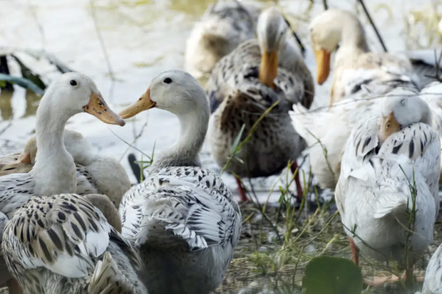  Campuchia phát hiện 12 ca nhiễm H5N1, bé gái 11 tuổi tử vong sau 8 ngày ho, sốt: WHO lo ngại, xem xét đánh giá rủi ro toàn cầu - Ảnh 4.