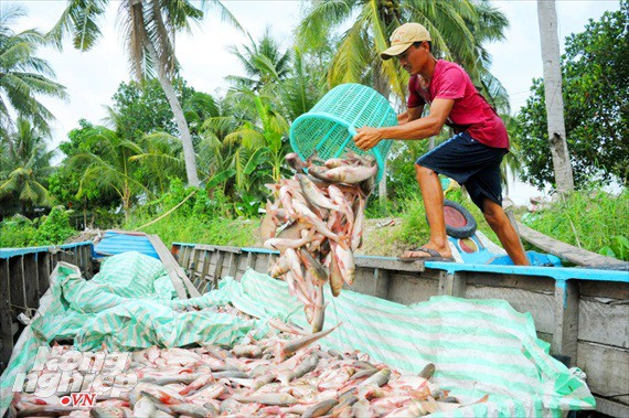 Cận cảnh nuôi cá ruộng mùa lũ ở miền Tây không cho ăn vẫn lớn như thổi - Ảnh 10.