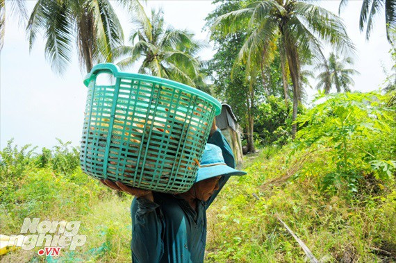 Cận cảnh nuôi cá ruộng mùa lũ ở miền Tây không cho ăn vẫn lớn như thổi - Ảnh 11.