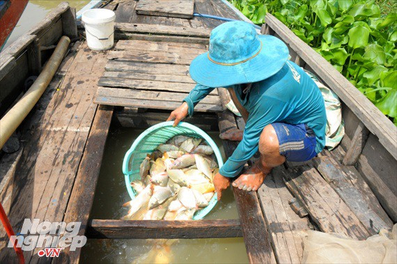 Cận cảnh nuôi cá ruộng mùa lũ ở miền Tây không cho ăn vẫn lớn như thổi - Ảnh 12.