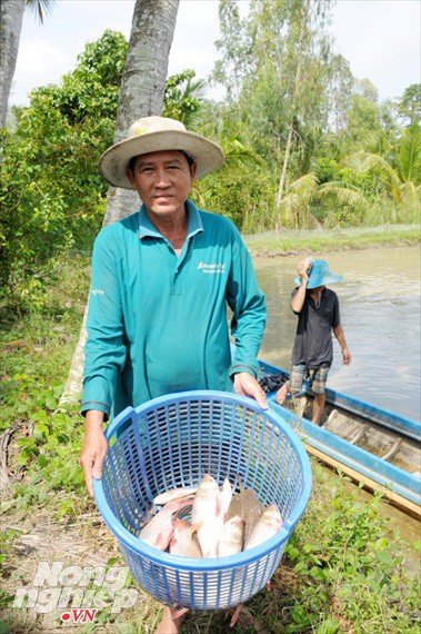 Cận cảnh nuôi cá ruộng mùa lũ ở miền Tây không cho ăn vẫn lớn như thổi - Ảnh 14.