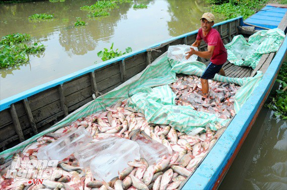 Cận cảnh nuôi cá ruộng mùa lũ ở miền Tây không cho ăn vẫn lớn như thổi - Ảnh 19.