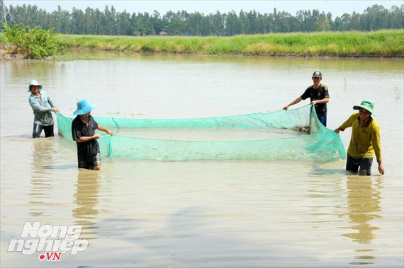 Cận cảnh nuôi cá ruộng mùa lũ ở miền Tây không cho ăn vẫn lớn như thổi - Ảnh 2.